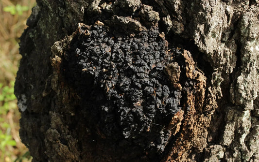 Chaga svamp växandes i sitt naturliga habitat