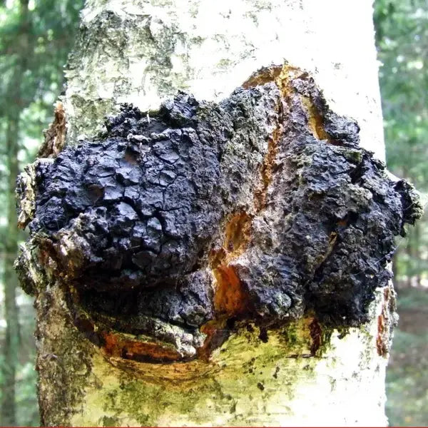 Sprängticka, ingrediensen i hälsodrycken Chaga