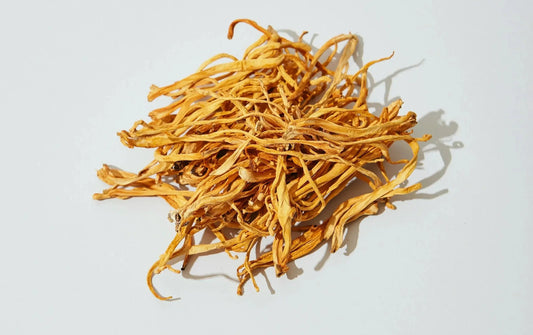 Medicinsk Cordyceps svamp liggandes på ett bord