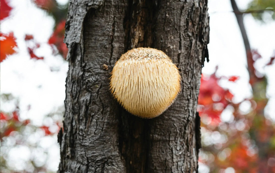 Lion's mane svamp växandes i sitt naturliga habitat