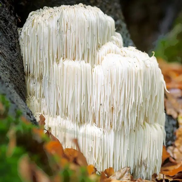 Lions mane, svampen för hjärnan