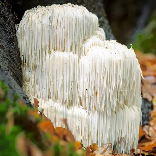 Lions mane, svampen för hjärnan