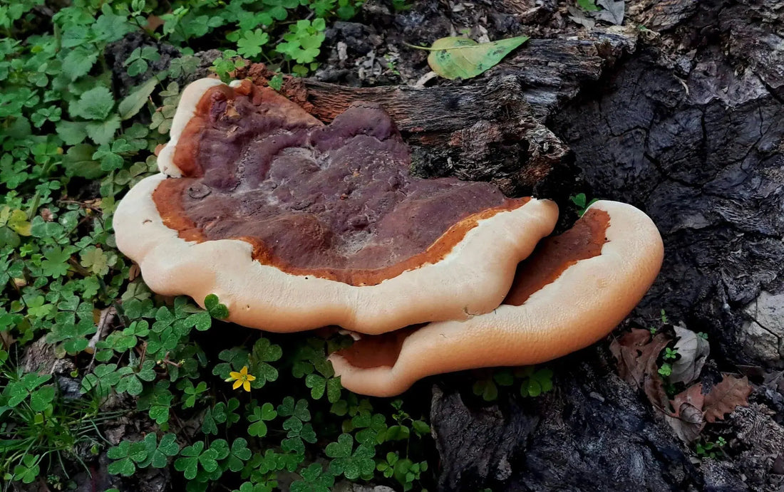 Reishi-svamp, ett kosttillskott med hälsofördelar