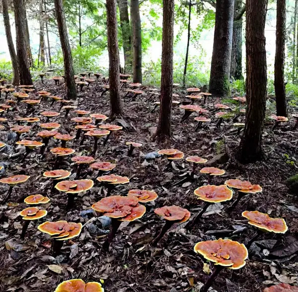 Reishi-svamp, ett kosttillskott för bättre sömn